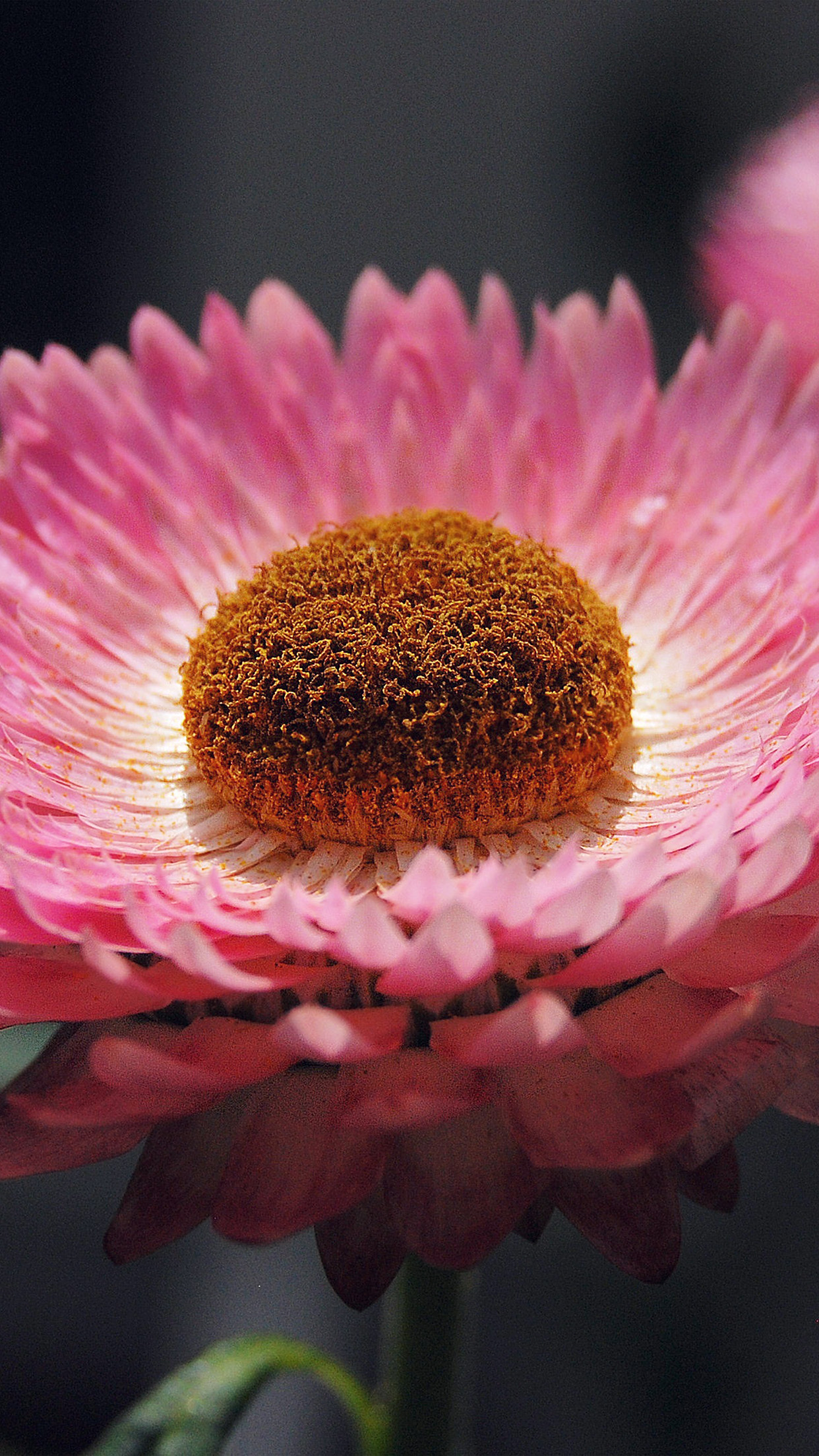Bokeh Flower Pink Nature Beautiful Android wallpaper
