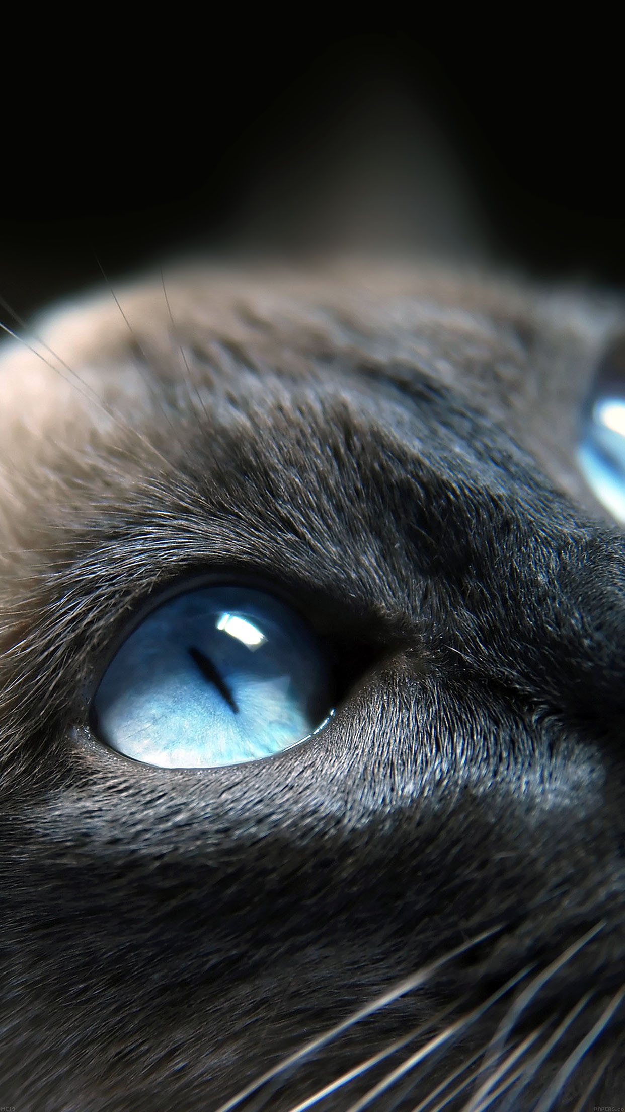 Cats Blue Eye Cute Android wallpaper