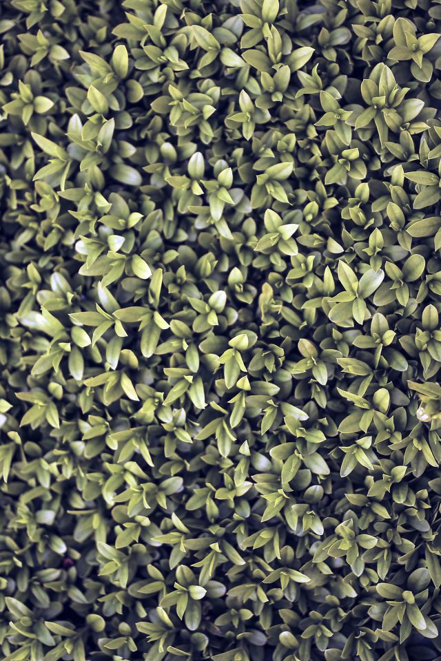 Nature Blue Leaf Grass Garden Flower Pattern Android wallpaper
