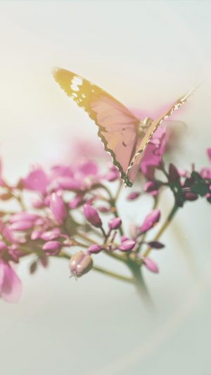 Nature Butterfly Flower Flare Red Android wallpaper