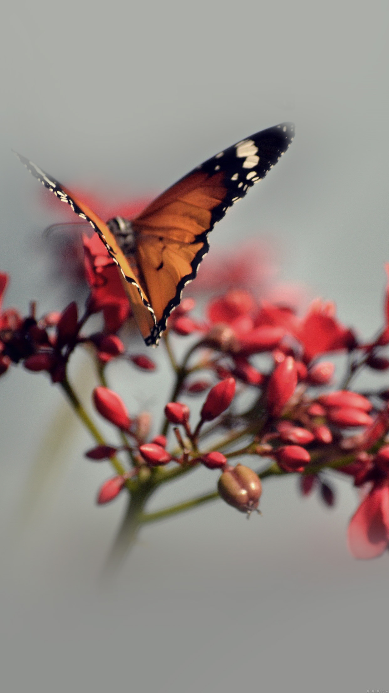 Nature Butterfly Flower Red Android wallpaper