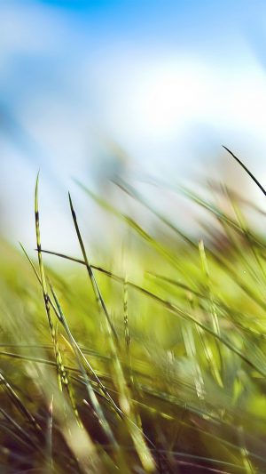 Nature Green Grass Bokeh Summer Android wallpaper