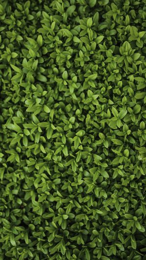 Nature Green Leaf Grass Garden Flower Pattern Android wallpaper