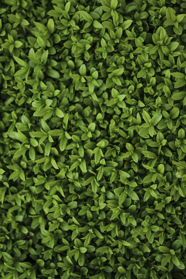 Nature Green Leaf Grass Garden Flower Pattern Android wallpaper