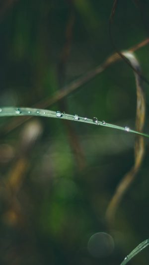 Nature Leaf Bokeh Spring Green Water Android wallpaper