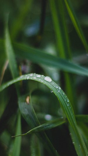 Nature Leaf Green After Rain Android wallpaper