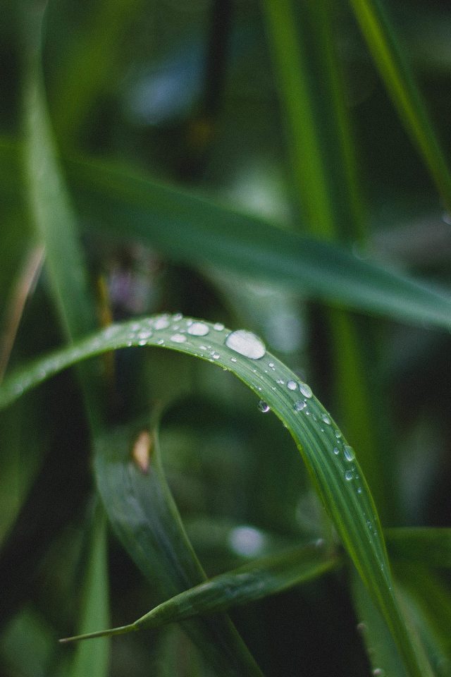 Nature Leaf Green After Rain Android wallpaper