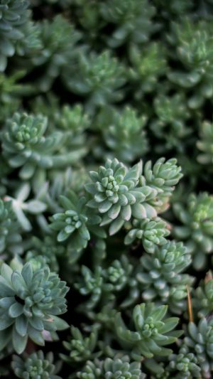 Nature Leaf Green Flower Android wallpaper