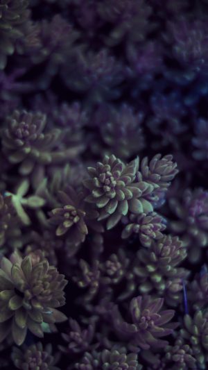 Nature Leaf Green Flower Purple Android wallpaper