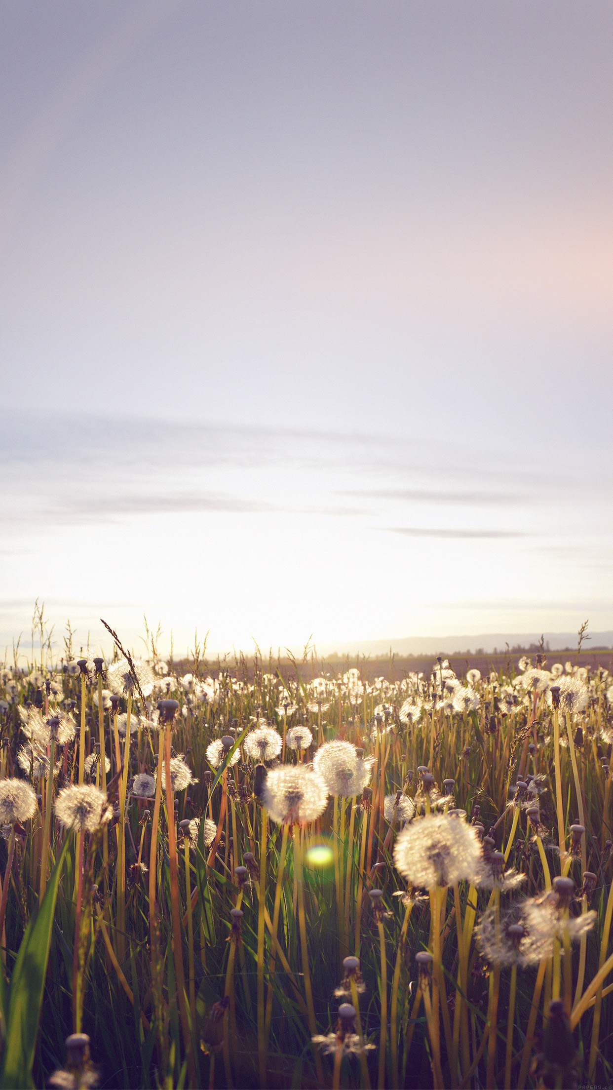 Nature Love Flower Flare Dandelion Android wallpaper