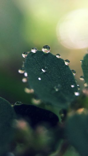 Nature Morning Dew Leaf Flower Rain Green Android wallpaper