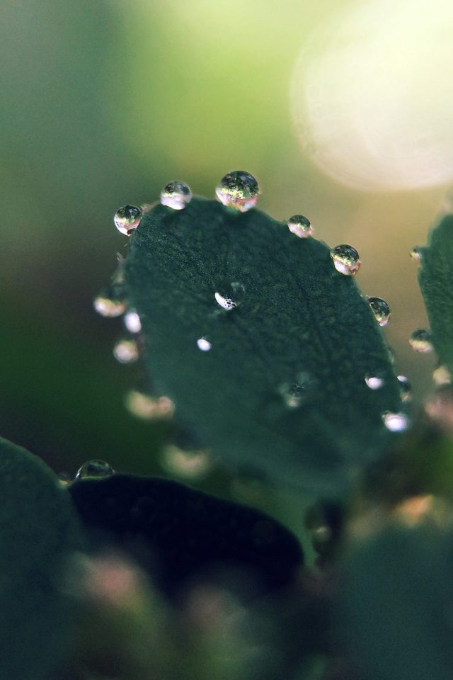 Nature Morning Dew Leaf Flower Rain Green Android wallpaper