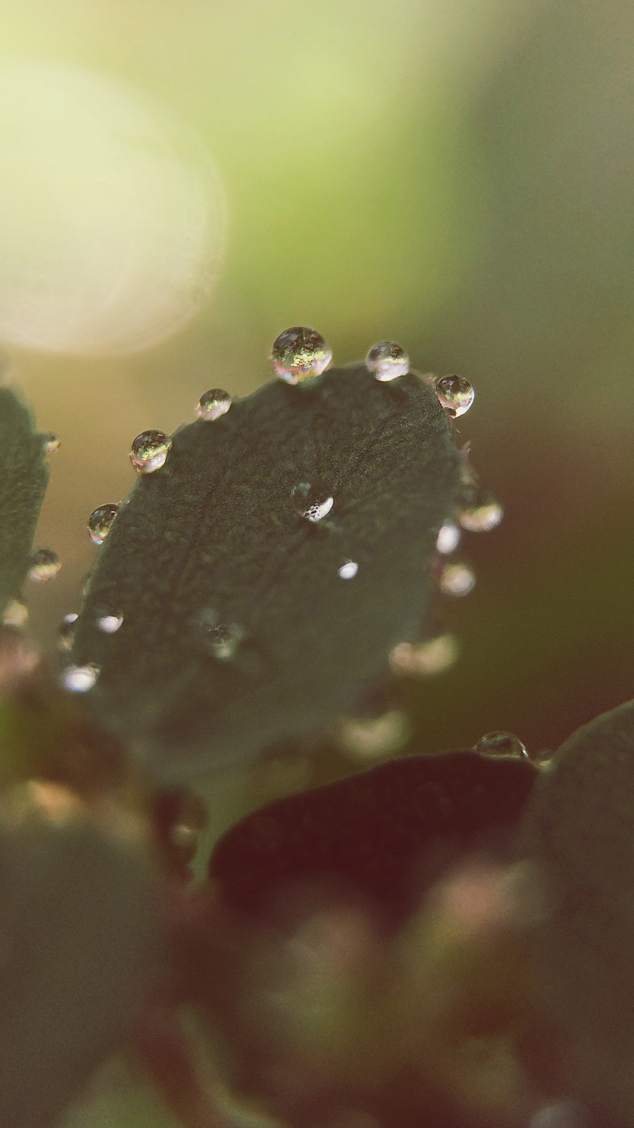 Nature Morning Dew Leaf Flower Rain Android wallpaper