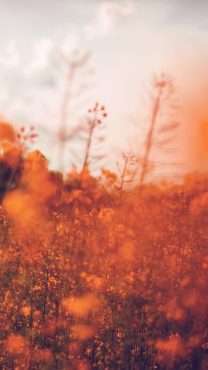 Nature Orange Flower Bokeh Spring Happy Android wallpaper