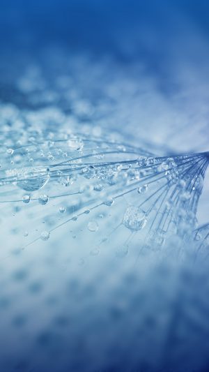 Nature Rain Drop Flower Blue Pattern Android wallpaper