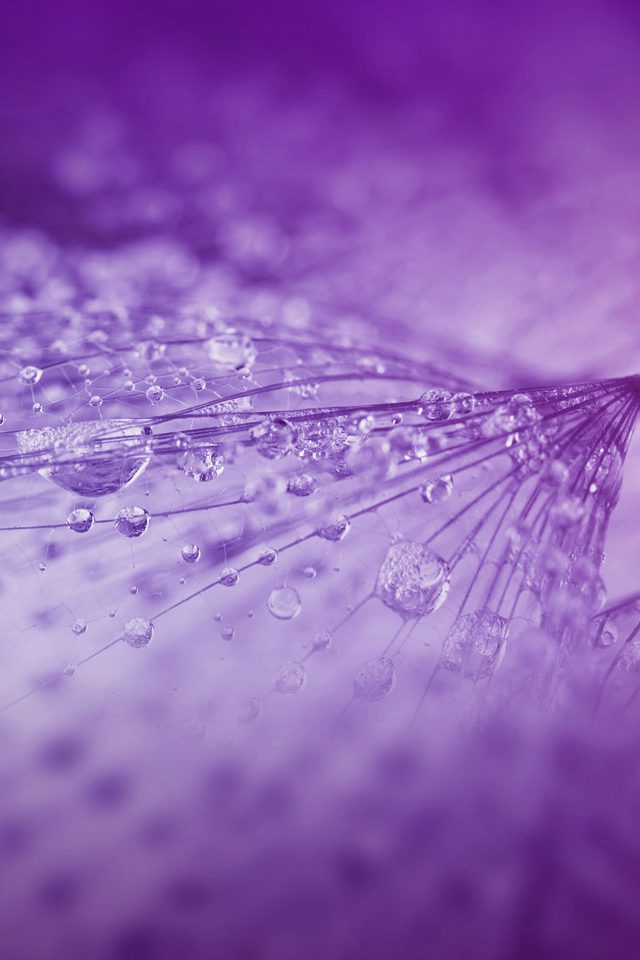 Nature Rain Drop Flower Purple Pattern Android wallpaper