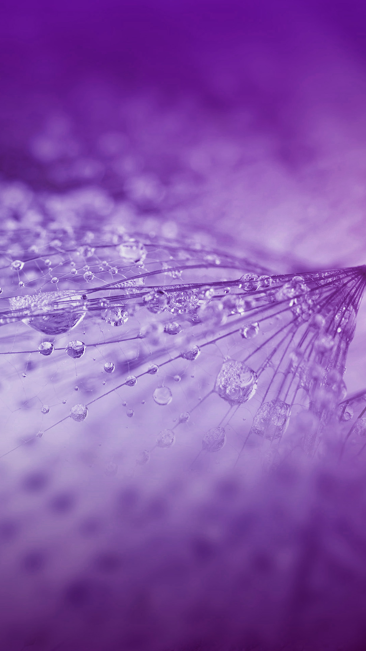 Nature Rain Drop Flower Purple Pattern Android Wallpaper Android
