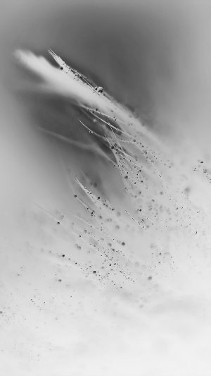 Nature Rain Drop Leaf White Bw Soft Pattern Android wallpaper
