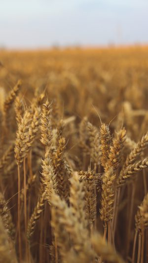 Nature Reed Field Flower Fall Android wallpaper