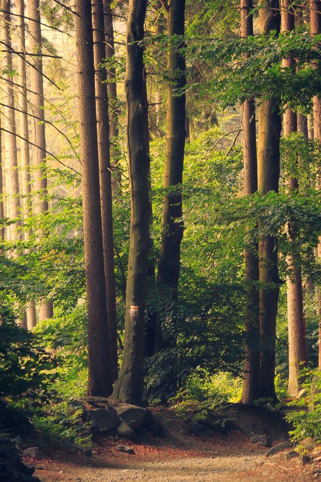 Nature Wood Forest Sunshine Mountain Android wallpaper