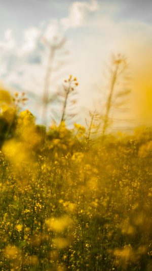 Nature Yellow Flower Bokeh Spring Happy Android wallpaper
