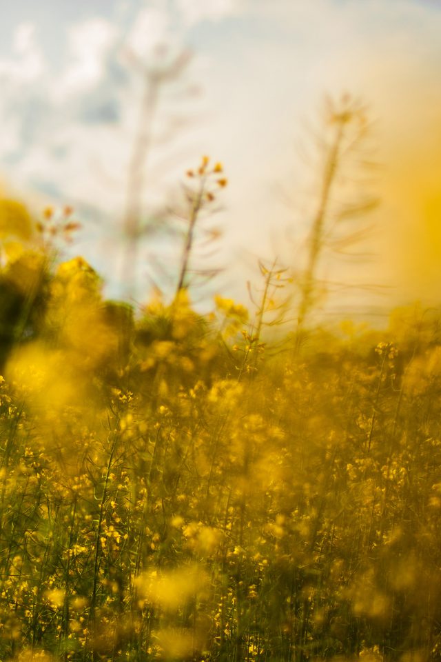 Nature Yellow Flower Bokeh Spring Happy Android wallpaper