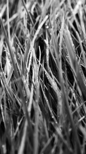 After Rain Bw Dark Lawn Flower Nature Love Android wallpaper
