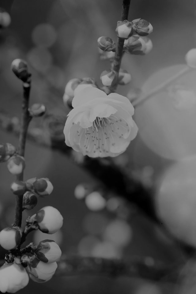 Apricot Flower Bud Dark Spring Nature Twigs Tree Android wallpaper