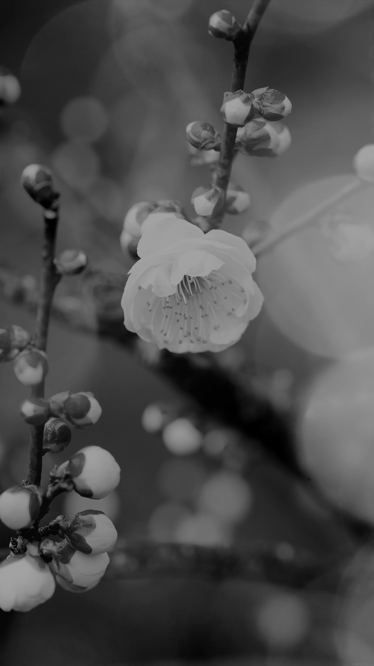 Apricot Flower Bud Dark Spring Nature Twigs Tree Android wallpaper
