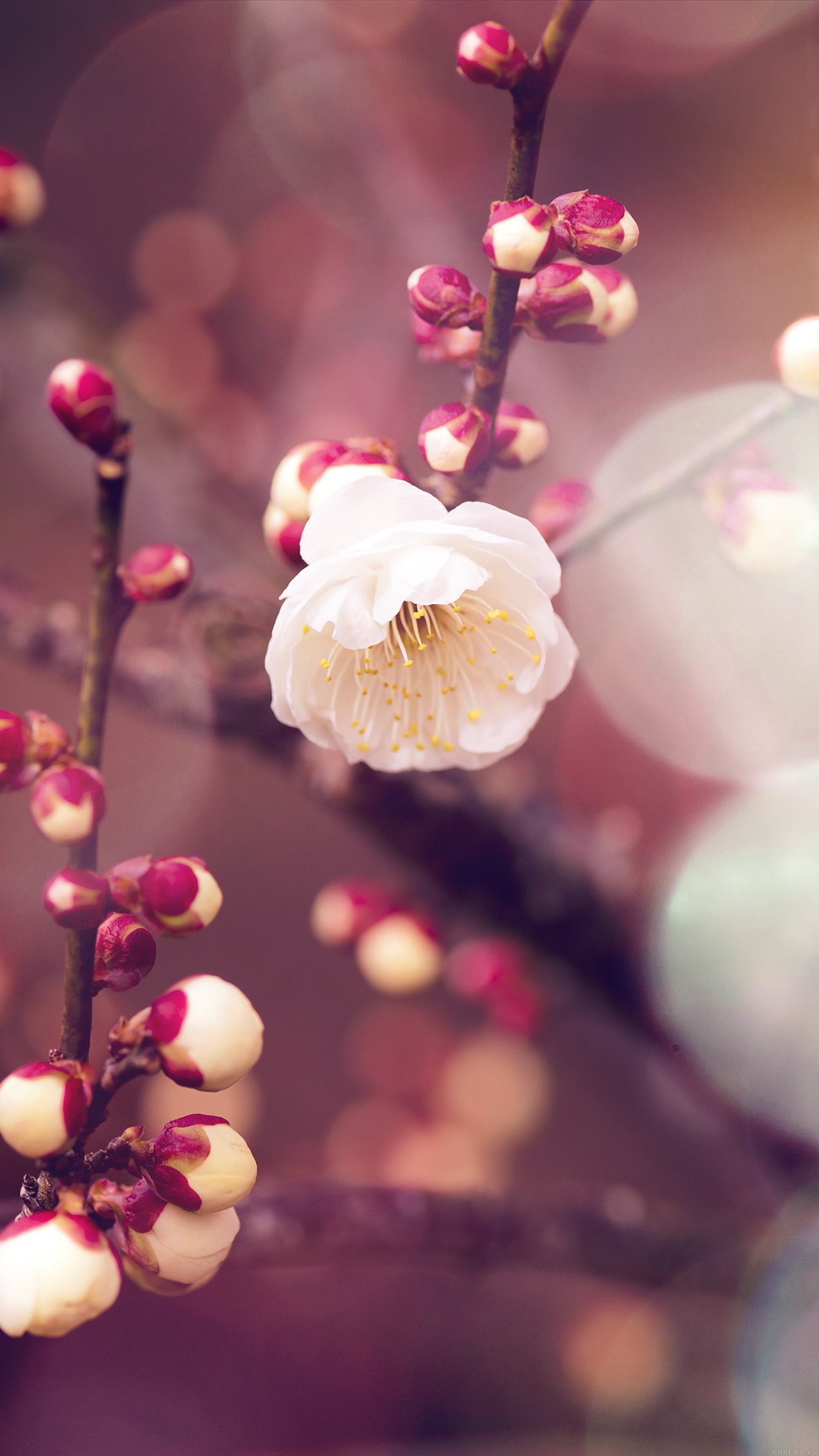 Apricot Flower Bud Flare Spring Nature Twigs Tree Android wallpaper