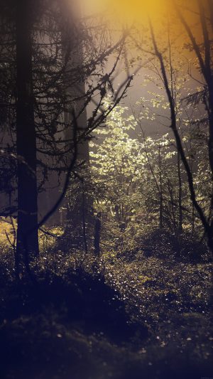 Backyard Wood Day Bw Flare Bokeh Nature Android wallpaper