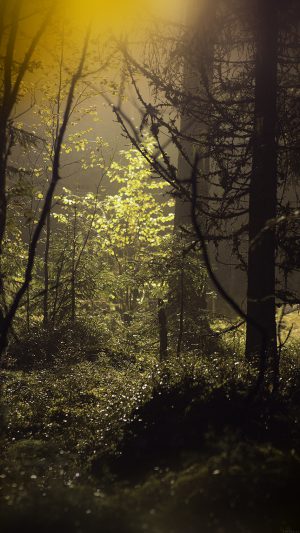 Backyard Wood Day Flare Bokeh Nature Android wallpaper