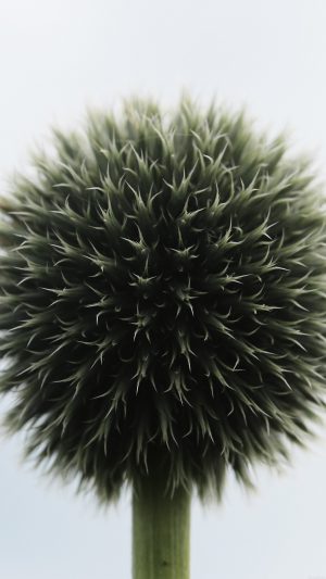 Ball Flower Circle Nature Android wallpaper