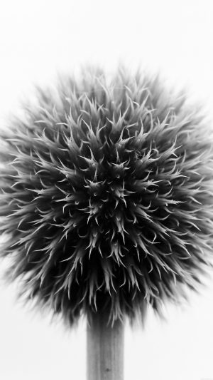 Ball Flower Circle Nature Bw Android wallpaper