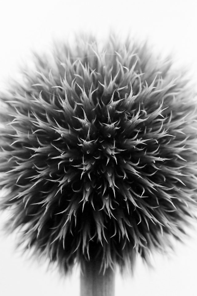 Ball Flower Circle Nature Bw Android wallpaper