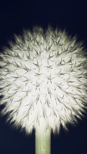 Ball Flower Circle Nature Dark Android wallpaper