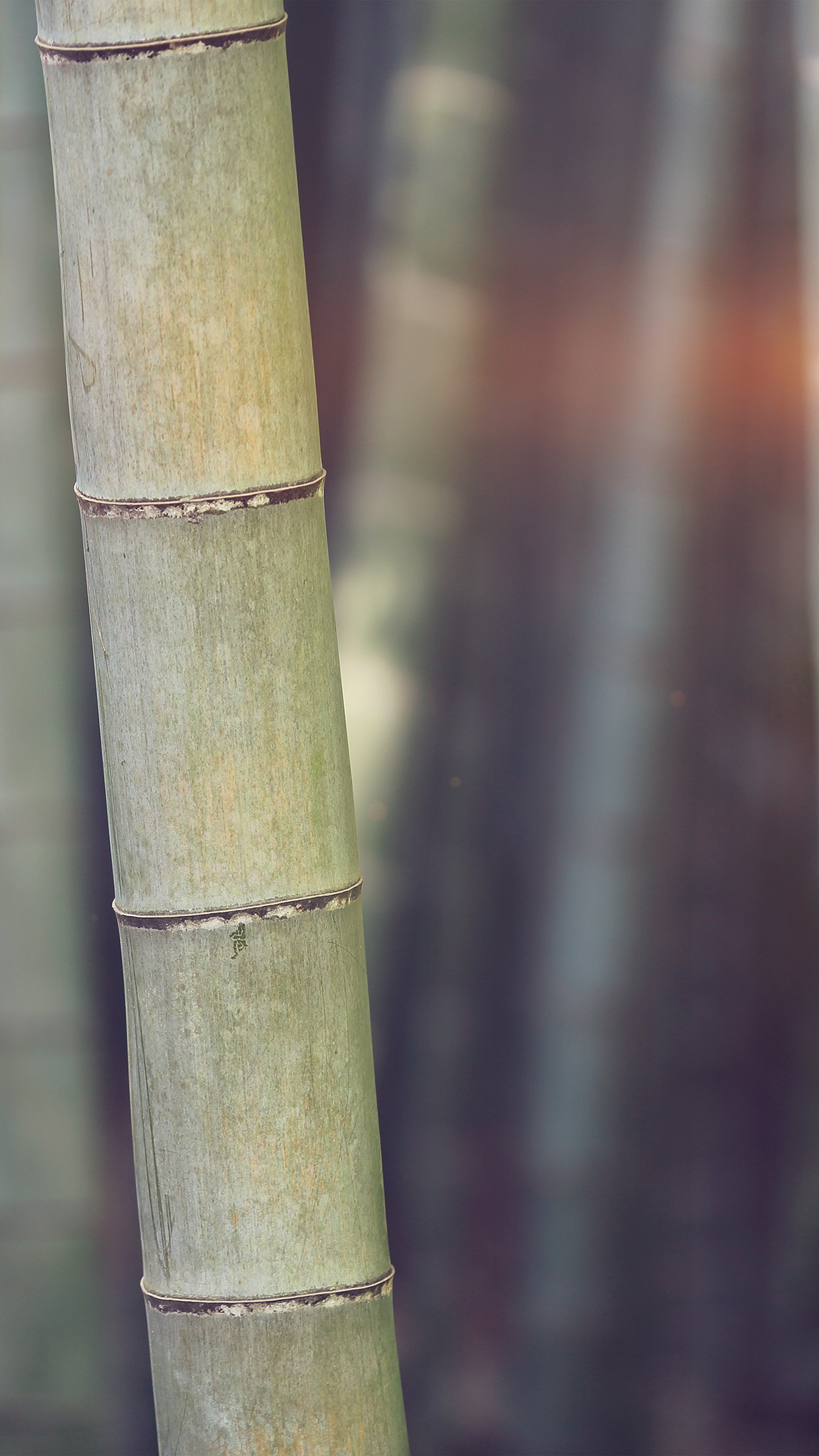 Bamboo Nature Tree Blue Android wallpaper