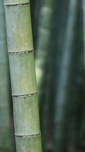 Bamboo Nature Tree Green Android wallpaper