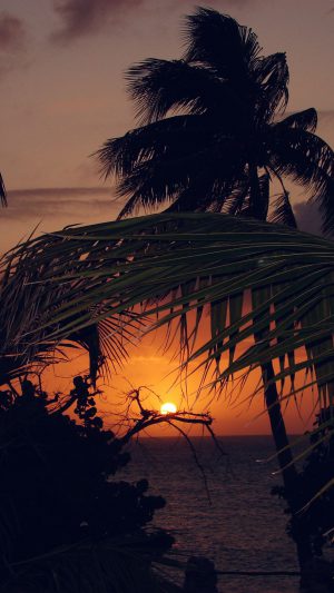 Beach Sunset Sea Tree Nature Holiday Android wallpaper