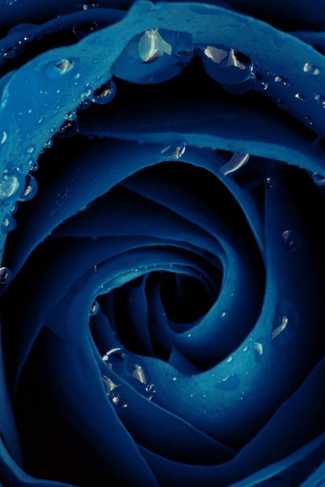 Beautiful Blue Rose Flower Nature Android wallpaper