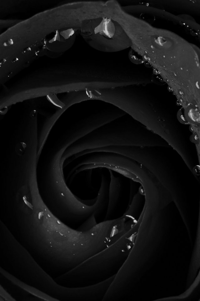 Beautiful Dark Rose Flower Nature Android wallpaper