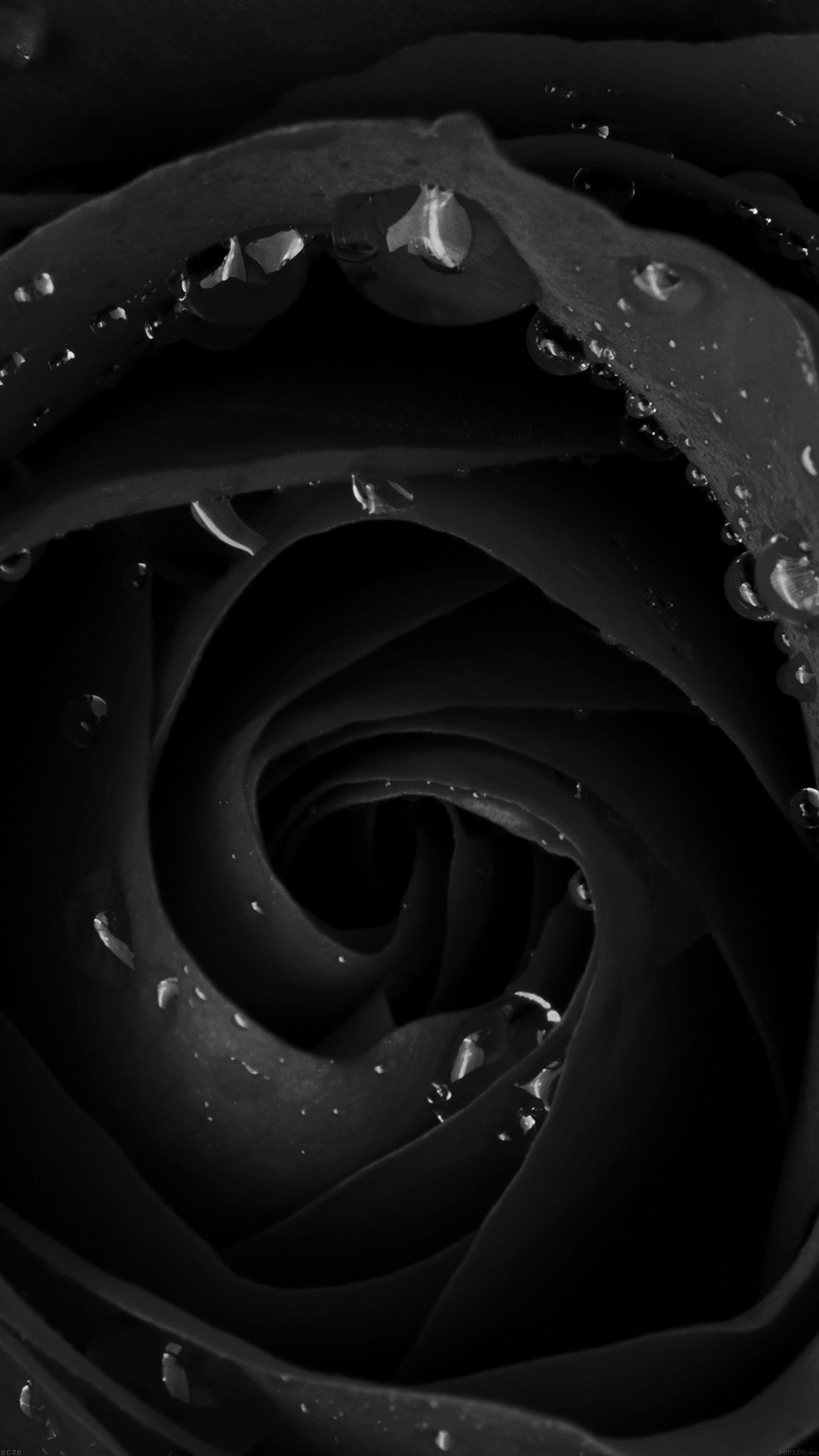 Beautiful Dark Rose Flower Nature Android wallpaper