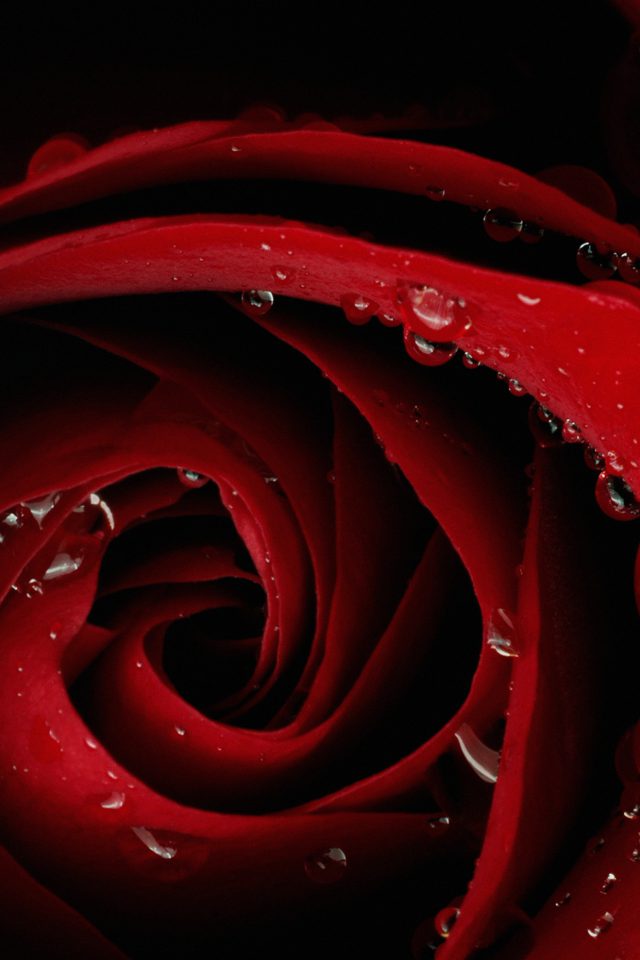 Beautiful Red Rose Flower Nature Android wallpaper