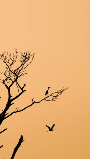 Bird Sunset Tree Nature Minimal Android wallpaper