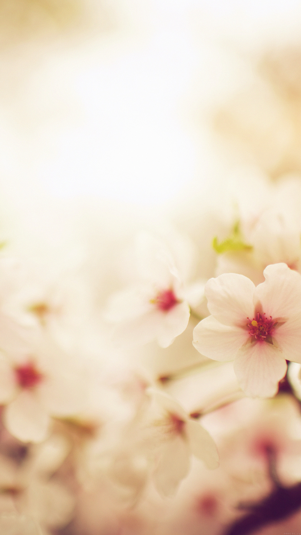 Blossom Cherry Spring Red Sakura Nature Flower Android wallpaper