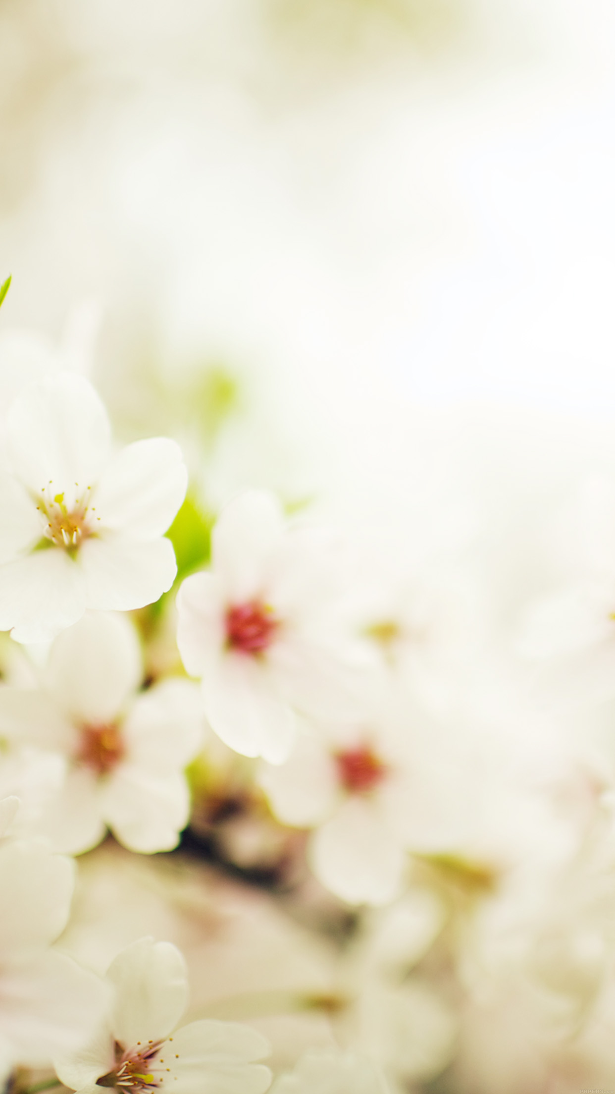 Blossom Cherry Spring Sakura Nature Flower Android wallpaper