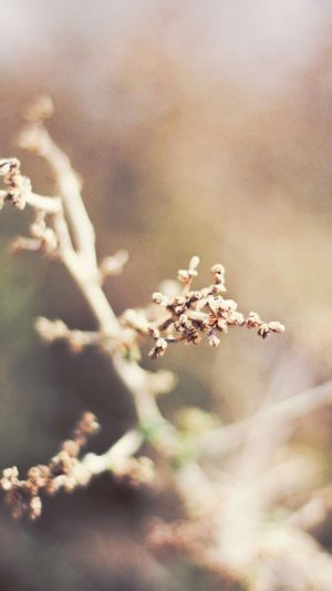 Blossom Flower Nature Android wallpaper