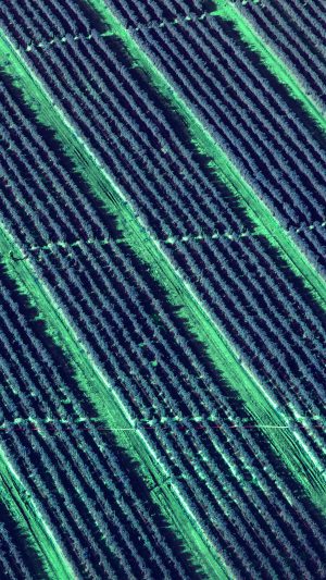 Blue Field Nature Pattern Android wallpaper