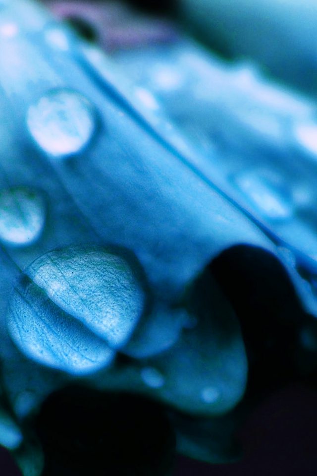 Blue Flower Bokeh Rain Nature Android wallpaper