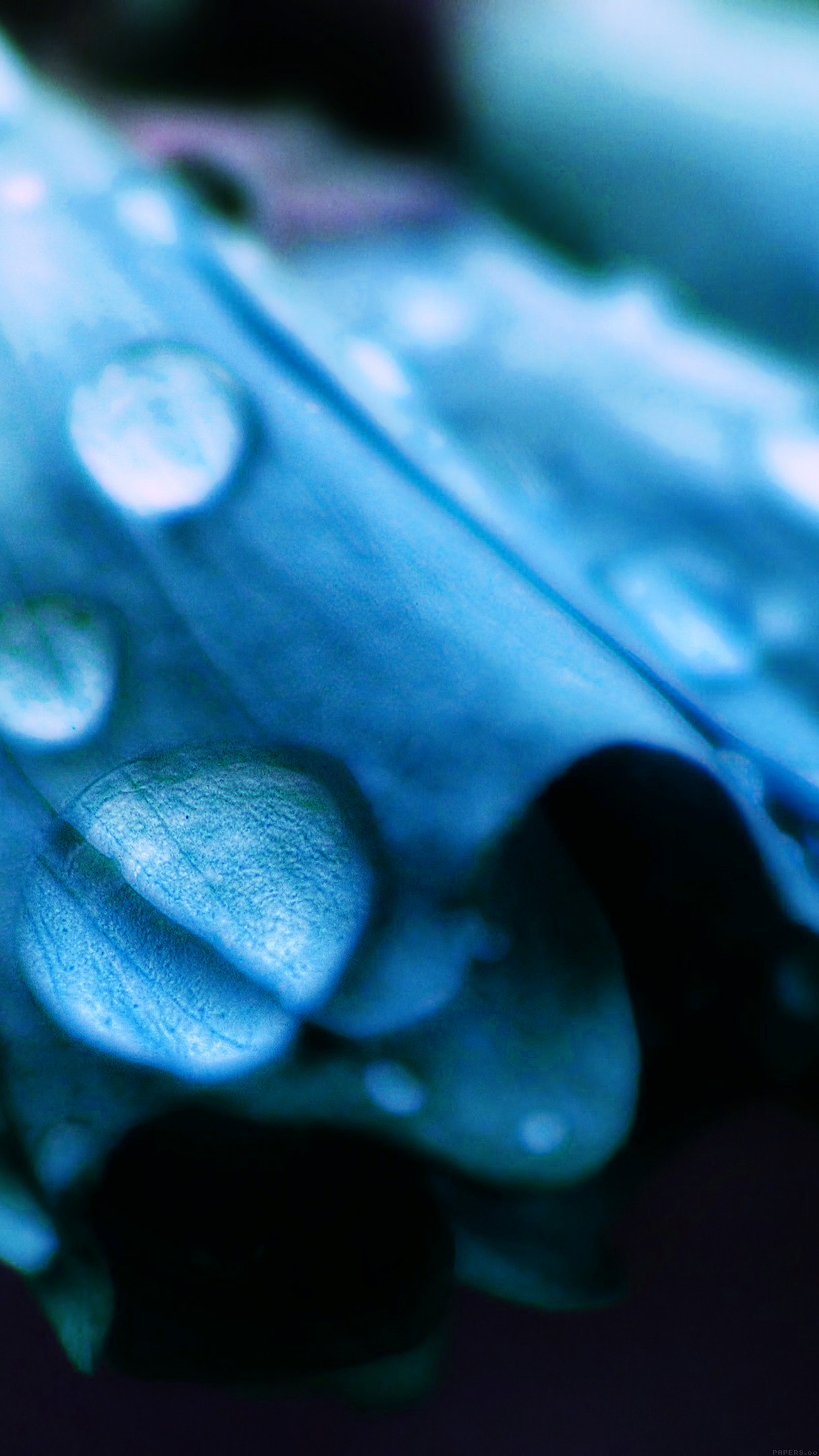 Blue Flower Bokeh Rain Nature Android wallpaper